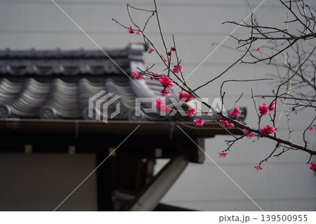 趣のある伝統的な瓦屋根を背景に咲き誇る濃いピンクの梅の花 趣のある伝統的な瓦屋根を背景に咲き誇る濃いピンクの梅の花 139500955