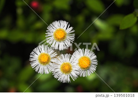 白いヒメジョオンの花 5月稲城353ヒメジョオン・キク科・平尾 白いヒメジョオンの花 5月稲城353ヒメジョオン・キク科・平尾 139501018