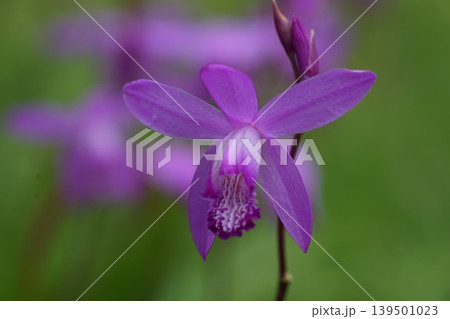 咲き始めたシランの花 5月稲城358シラン・ラン科・平尾 咲き始めたシランの花 5月稲城358シラン・ラン科・平尾 139501023