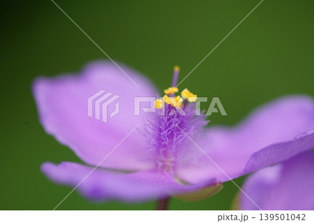 紫の花を咲かせた植物の女王　5月稲城377ムラサキツユクサ・ツユクサ科・平尾 139501042