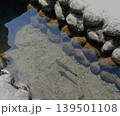 世界遺産・白川郷の澄んだ水路を泳ぐ魚たち 139501108