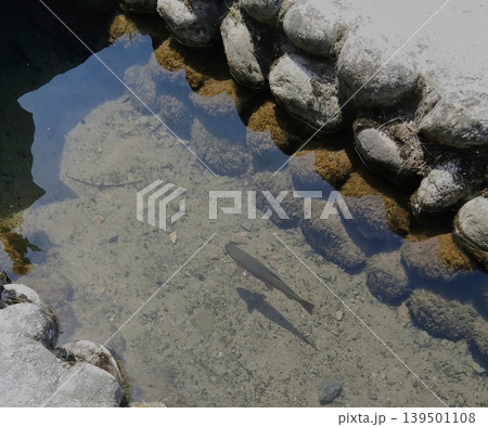 世界遺産・白川郷の澄んだ水路を泳ぐ魚たち 世界遺産・白川郷の澄んだ水路を泳ぐ魚たち 139501108