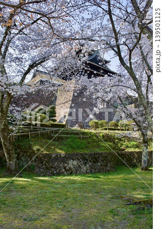 桜と国宝松江城 桜と国宝松江城 139501125