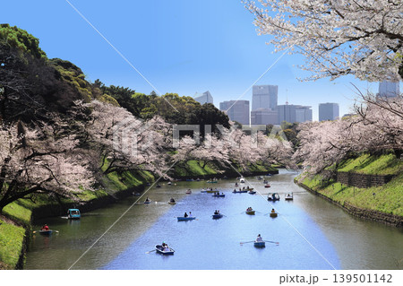桜の千鳥ヶ淵 桜の千鳥ヶ淵 139501142