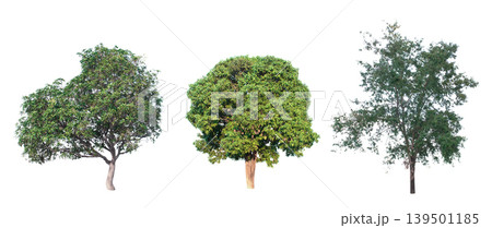 collection of tree in the garden isolated on white background 139501185