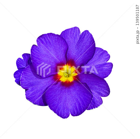 Purple Primula with Yellow and Red middle isolated on a white background with clipping path. Early spring flower Ideal for botanical designs, cards, invitations, posters. Purple Primula with Yellow and Red middle isolated on a white background with clipping path. Early spring flower Ideal for botanical designs, cards, invitations, posters. 139501187