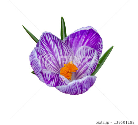 Striped Crocus Pickwick Head Flower with leaves isolated on white background with clipping path. Early spring flower Ideal for botanical designs, cards, invitations, posters. Striped Crocus Pickwick Head Flower with leaves isolated on white background with clipping path. Early spring flower Ideal for botanical designs, cards, invitations, posters. 139501188