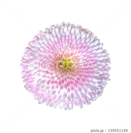 Pink and white marguerite daisy flower isolated on white background with clipping path. Floral design element Ideal for botanical designs, cards, invitations, posters. Pink and white marguerite daisy flower isolated on white background with clipping path. Floral design element Ideal for botanical designs, cards, invitations, posters. 139501189
