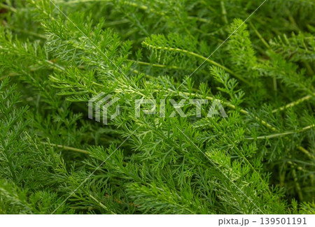 Close-up of Green branches of Yarrow Achillea millefolium background. Close-up of Green branches of Yarrow Achillea millefolium background. 139501191