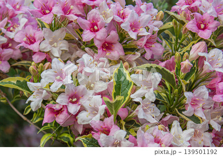 Weigela pink and white flowers Bush background. Weigela pink and white flowers Bush background. 139501192