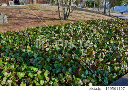 庭に植えられた蔦植物の葉 139501197