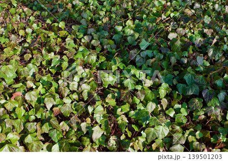 庭に植えられた蔦植物の葉 庭に植えられた蔦植物の葉 139501203