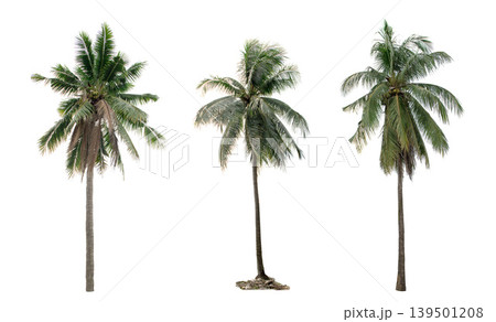 collection three Palm coconut the garden isolated on white background collection three Palm coconut the garden isolated on white background 139501208