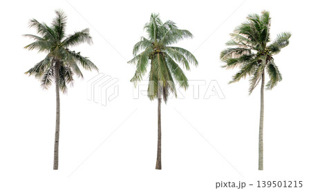 collection three Palm coconut the garden isolated on white background collection three Palm coconut the garden isolated on white background 139501215