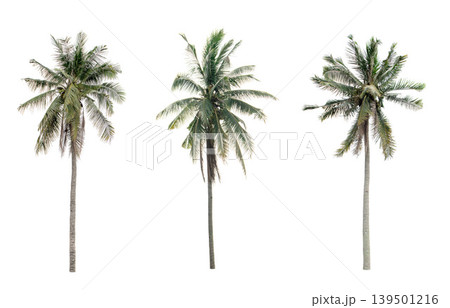 collection three Palm coconut the garden isolated on white background collection three Palm coconut the garden isolated on white background 139501216