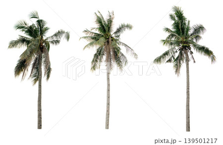 collection three Palm coconut the garden isolated on white background collection three Palm coconut the garden isolated on white background 139501217