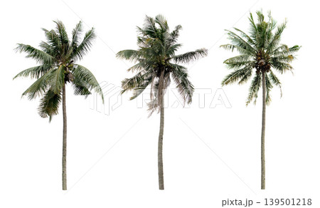 collection three Palm coconut the garden isolated on white background collection three Palm coconut the garden isolated on white background 139501218