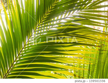 Fresh Green Palm leaves background with sun rays. 139501336