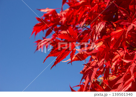 Japanese maple tree with red maple leaves over blue sky with copy space. 139501340