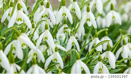 Blossoming snowdrop flowers with a wasp hidden in the flower petals. Blossoming snowdrop flowers with a wasp hidden in the flower petals. 139501397