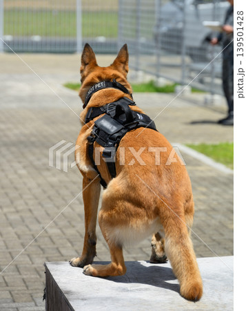 航空自衛隊基地の警備犬 航空自衛隊基地の警備犬 139501428