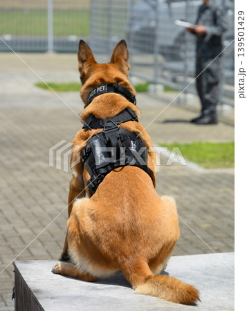 航空自衛隊基地の警備犬 航空自衛隊基地の警備犬 139501429