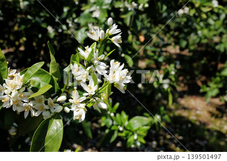白いみかんの花 白いみかんの花 139501497