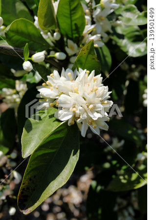 白いみかんの花 白いみかんの花 139501499