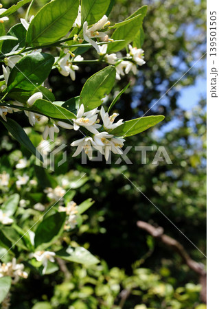 白いみかんの花 白いみかんの花 139501505