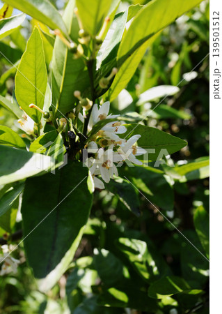 白いみかんの花 白いみかんの花 139501512