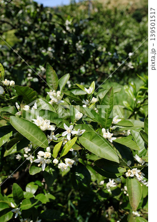 白いみかんの花 白いみかんの花 139501517
