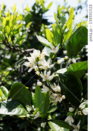 白いみかんの花 白いみかんの花 139501528