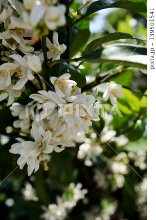 白いみかんの花 白いみかんの花 139501541