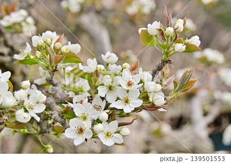 白い色の梨の花 白い色の梨の花 139501553