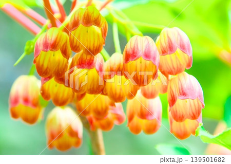 サラサドウダンの花 サラサドウダンの花 139501682