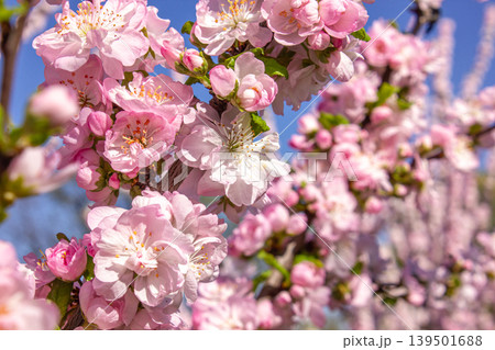 Beautiful pink Sakura flowers close-up. Sakura in full bloom against the sky. Spring background. 139501688