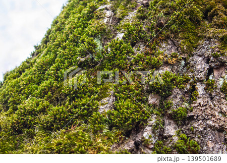 Close-up of Fresh lush green Moss Bryophyta growing on the bark of a tree 139501689