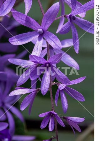 繊細かつ可憐な花であるペトレア 繊細かつ可憐な花であるペトレア 139501712