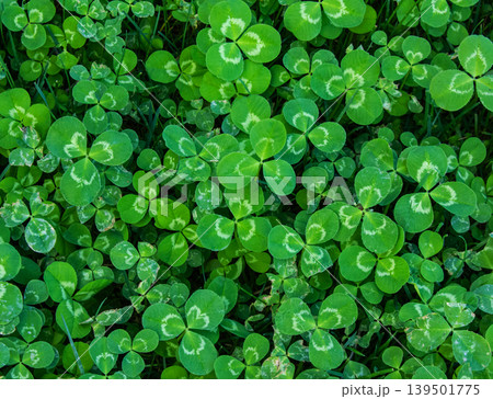 Green clover leaves texture Background for Saint Patrick's day. Abstract pattern with a shamrock. 139501775
