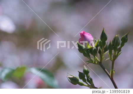 薔薇の蕾 139501819