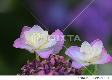 薄紫色の紫陽花 139501824