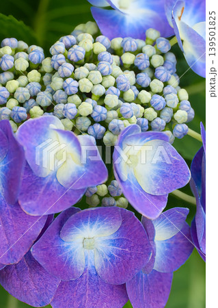 梅雨に咲く紫陽花 139501825