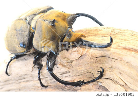 エラファスゾウカブトの樹木の上で白背景 エラファスゾウカブトの樹木の上で白背景 139501903