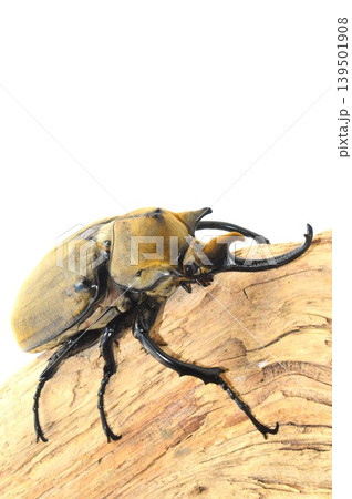エラファスゾウカブトの樹木の上で白背景 139501908