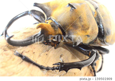 エラファスゾウカブトの樹木の上で白背景 エラファスゾウカブトの樹木の上で白背景 139501909