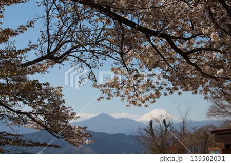 高尾山頂上から見る富士山と桜 高尾山頂上から見る富士山と桜 139502031
