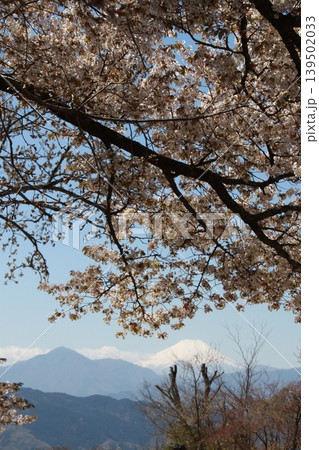 高尾山頂上から見る富士山と桜 139502033