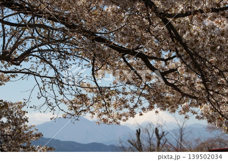 高尾山頂上から見る富士山と桜 139502034