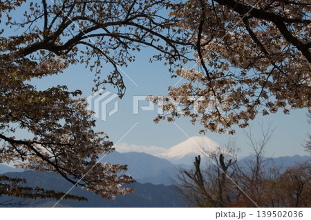 高尾山頂上から見る富士山と桜 高尾山頂上から見る富士山と桜 139502036