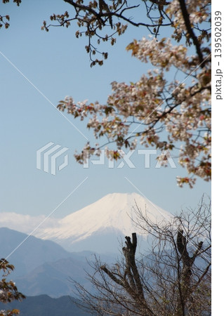 高尾山頂上から見る富士山と桜 高尾山頂上から見る富士山と桜 139502039